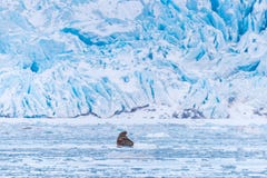 Landscape nature walrus on an ice floe of Spitsbergen Longyearbyen Svalbard arctic winter sunshine day royalty free stock photography Landscape nature walrus on an ice floe of Spitsbergen Longyearbyen Svalbard arctic winter sunshine day royalty free stock photography