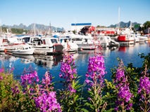 Norwegia lata sceneria Obrazy Stock Norwegia lata sceneria Obrazy Stock
