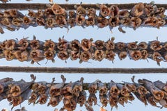 Cods at the drying racks royalty free stock photo Cods at the drying racks royalty free stock photo