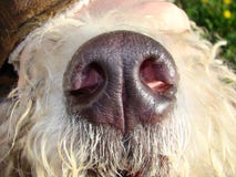 Nose Of A Dog Stock Photo