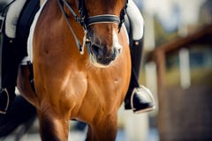 Nose Sports Brown Horse In The Double Bridle. Dressage Horse Royalty Free Stock Photo