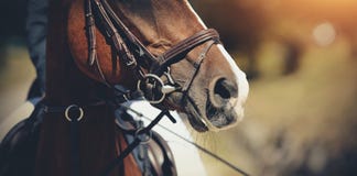 Nose Sports Red Horse In The Bridle. Dressage Horse Royalty Free Stock Photo