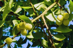 Not ripe fruit and leaves hanging from the tree Ginkgo Biloba royalty free stock photos Not ripe fruit and leaves hanging from the tree Ginkgo Biloba royalty free stock photos