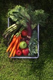 Nourriture ?cologique naturelle L?gumes directement du jardin photos libres de droits Nourriture ?cologique naturelle L?gumes directement du jardin photos libres de droits
