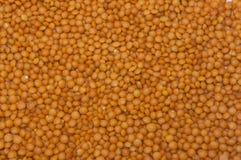 Nourriture en gros plan orange naturelle organique de lentilles rouges image stock Nourriture en gros plan orange naturelle organique de lentilles rouges image stock