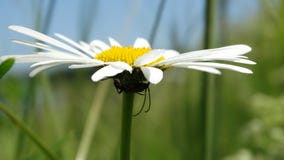 Nous conjecture de ll de ` sur la marguerite photos stock Nous conjecture de ll de ` sur la marguerite photos stock