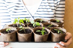 Nouvelles pousses des tomates avec des feuilles de la terre dans des pots sur la boîte photographie stock Nouvelles pousses des tomates avec des feuilles de la terre dans des pots sur la boîte photographie stock