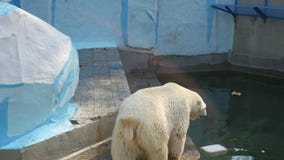 NOVOSIBIRSK, RUSIA - septiembre 15,2016: oso polar que camina en la pajarera metrajes NOVOSIBIRSK, RUSIA - septiembre 15,2016: oso polar que camina en la pajarera metrajes