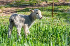 Nowonarodzonego jagnięcego łasowania świeża trawa w łące Wiosna i słoneczny dzień zdjęcia stock Nowonarodzonego jagnięcego łasowania świeża trawa w łące Wiosna i słoneczny dzień zdjęcia stock