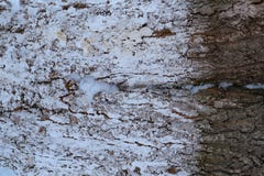 Noyau d'arbre avec la neige au milieu image libre de droits Noyau d'arbre avec la neige au milieu image libre de droits