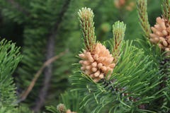 Pine blossoms in the garden royalty free stock images Pine blossoms in the garden royalty free stock images