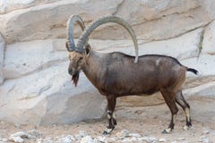 Nubian stenbockanseende som av visar dess horn arkivfoto Nubian stenbockanseende som av visar dess horn arkivfoto