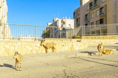 Nubiansteenbok op het stedelijke gebied van de stad van Mitzpe Ramon royalty-vrije stock foto's Nubiansteenbok op het stedelijke gebied van de stad van Mitzpe Ramon royalty-vrije stock foto's