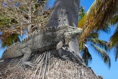 Nubila Cyclura, κουβανικό iguana βράχου Στοκ φωτογραφία με δικαίωμα ελεύθερης χρήσης Nubila Cyclura, κουβανικό iguana βράχου Στοκ φωτογραφία με δικαίωμα ελεύθερης χρήσης