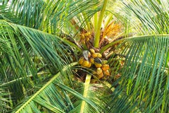 Nucifera cocos φοινικών καρύδων με την καρύδα στοκ φωτογραφία με δικαίωμα ελεύθερης χρήσης Nucifera cocos φοινικών καρύδων με την καρύδα στοκ φωτογραφία με δικαίωμα ελεύθερης χρήσης