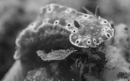 Nudibranch zdjęcie stock Nudibranch zdjęcie stock
