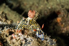 Nudibranch a Ambon, Maluku, foto subacquea dell'Indonesia fotografia stock libera da diritti Nudibranch a Ambon, Maluku, foto subacquea dell'Indonesia fotografia stock libera da diritti