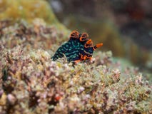 Nudibranch stock photos Nudibranch stock photos