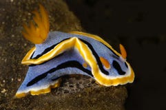 Nudibranch snail
