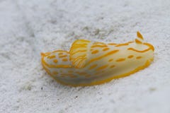Nudibranch at Surin island