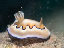 Nudibranch at under the sea royalty free stock photo Nudibranch at under the sea royalty free stock photo