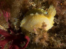 Nudibranch με τη μακροεντολή κάτω από τη θάλασσα στοκ εικόνες Nudibranch με τη μακροεντολή κάτω από τη θάλασσα στοκ εικόνες
