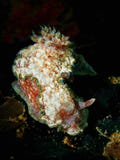 Nudibranchs, kind of like a sea slug, come in virtually every color and combination of colors and are extremely beautiful royalty free stock photo Nudibranchs, kind of like a sea slug, come in virtually every color and combination of colors and are extremely beautiful royalty free stock photo