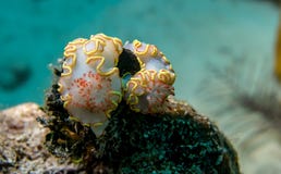 Nudibranchs with yellow frill on the Cayo Largo reef stock image Nudibranchs with yellow frill on the Cayo Largo reef stock image