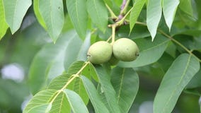 Nueces en el árbol Nueces en el árbol