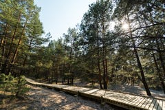 Nuevo camino de madera que lleva de la playa del golfo del mar B?ltico con la arena blanca al bosque de la duna con los ?rboles d foto de archivo Nuevo camino de madera que lleva de la playa del golfo del mar B?ltico con la arena blanca al bosque de la duna con los ?rboles d foto de archivo