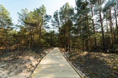 Nuevo camino de madera que lleva de la playa del golfo del mar Báltico con la arena blanca al bosque de la duna con los árboles d foto de archivo libre de regalías Nuevo camino de madera que lleva de la playa del golfo del mar Báltico con la arena blanca al bosque de la duna con los árboles d foto de archivo libre de regalías