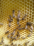 Nuevo panal con la miel y las abejas de trabajo imágenes de archivo libres de regalías Nuevo panal con la miel y las abejas de trabajo imágenes de archivo libres de regalías
