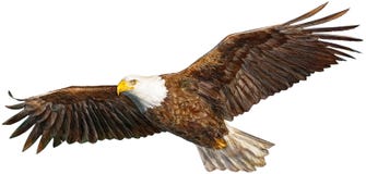 Nuevo vuelo del águila Nuevo vuelo del águila