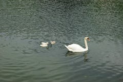 Nuoto della famiglia del cigno su un lago fotografie stock libere da diritti Nuoto della famiglia del cigno su un lago fotografie stock libere da diritti