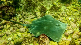 Nuoto della manta sulle pietre fotografie stock Nuoto della manta sulle pietre fotografie stock