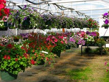 Nursery - Hanging Flower Plants Stock Photo Nursery - Hanging Flower Plants Stock Photo