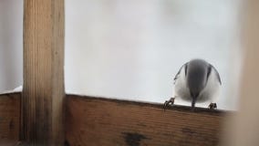 Nuthatch On The Bird`s Feeding Trough. Winter Forest Royalty Free Stock Image Nuthatch On The Bird`s Feeding Trough. Winter Forest Royalty Free Stock Image