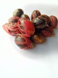  nutmeg fotografia de stock royalty free