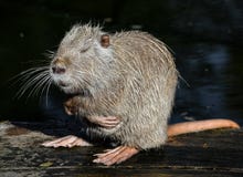 Nutria close up. Very funny coypu portrait. Posing nutria. Zoo animals stock images Nutria close up. Very funny coypu portrait. Posing nutria. Zoo animals stock images