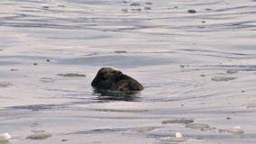 Nutria de mar que se prepara en agua helada Nutria de mar que se prepara en agua helada