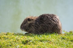 Nutria, welches die Sonne an den Riverbanks in Paris isst und genießt stockfoto Nutria, welches die Sonne an den Riverbanks in Paris isst und genießt stockfoto