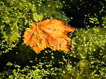Nutty Golden Maple Leaf In A Pond