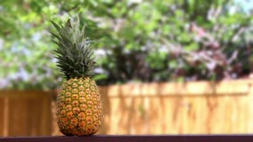 Ny ananas på en trätabell utanför under dagen stock video Ny ananas på en trätabell utanför under dagen stock video