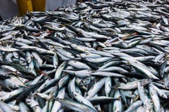 ny bakgrundsfisk arkivbilder ny bakgrundsfisk arkivbilder