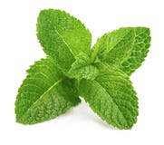 Ny ingrediens för örter för bladmintkaramellgräsplan royaltyfria bilder Ny ingrediens för örter för bladmintkaramellgräsplan royaltyfria bilder