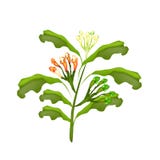Ny kryddnejlikaväxt på en vit bakgrund vektor illustrationer Ny kryddnejlikaväxt på en vit bakgrund vektor illustrationer