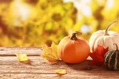 Ny pumpa och squash i en höst arbeta i trädgården royaltyfri bild Ny pumpa och squash i en höst arbeta i trädgården royaltyfri bild