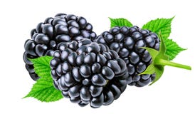 Nya Blackberry som isoleras på vit fotografering för bildbyråer Nya Blackberry som isoleras på vit fotografering för bildbyråer