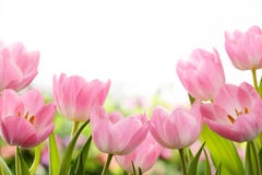 Nya tulpanblommor arkivbild Nya tulpanblommor arkivbild