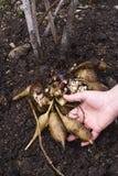 Nya Yacon rotar (smallanthussonchifoliusen) arkivfoto Nya Yacon rotar (smallanthussonchifoliusen) arkivfoto